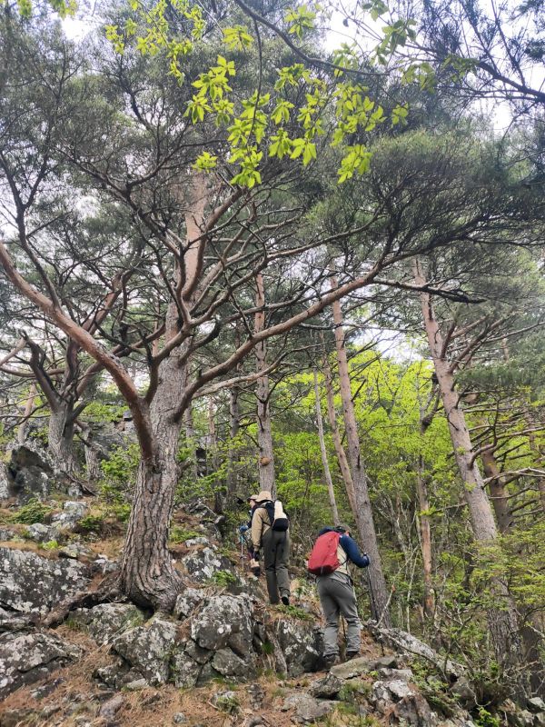御陵山