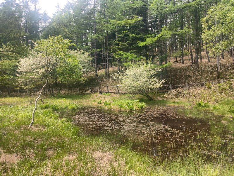 美し森山