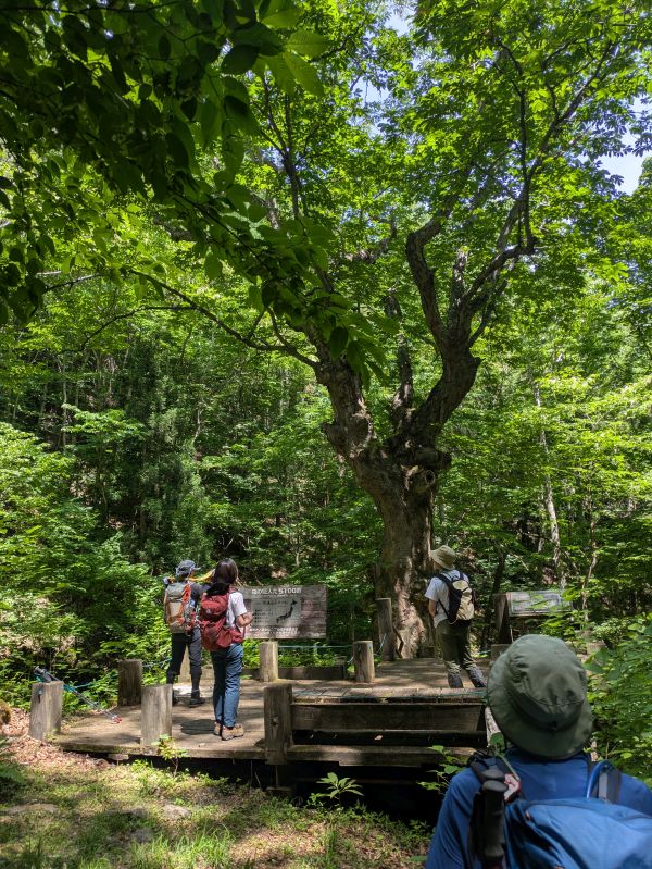 茂来山