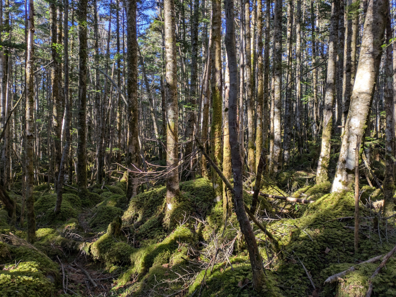 茶臼山・縞枯山